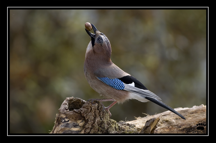 Ancora  ghiandaie (garrulus glandarius)